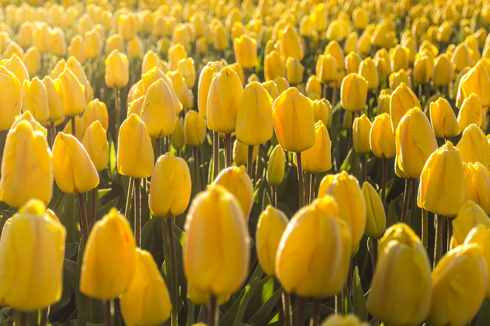 FNV: Royal FloraHolland Krijgt Tot Vrijdagmiddag Om Acties Te Voorkomen ...